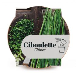 Pot Terre cuite Antique 13cm - Ciboulette Bio