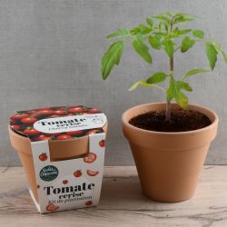 Pot Terre cuite Antique 13cm - Tomate cerise Bio