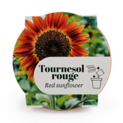 Pot Terre cuite Antique 13cm - Tournesol rouge