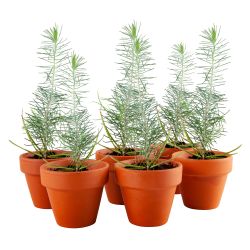 Mini serre de jardinage Sapins de Noël à semer