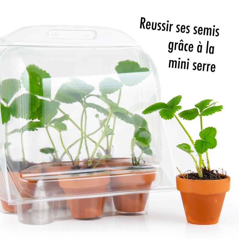 Serre jardinage enfants - fraisiers à semer