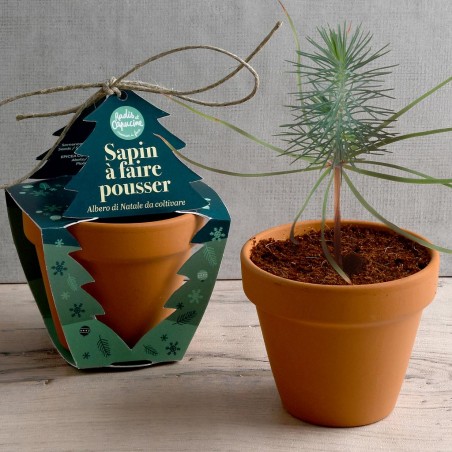 Pot de culture sapin avec fourreau découpé