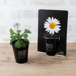  Black pot growing kit 6 cm...