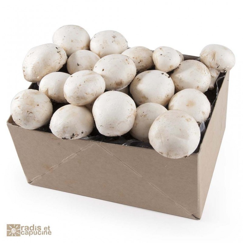 Mini Kit Champignon blanc de Paris organic 20x15x10cm