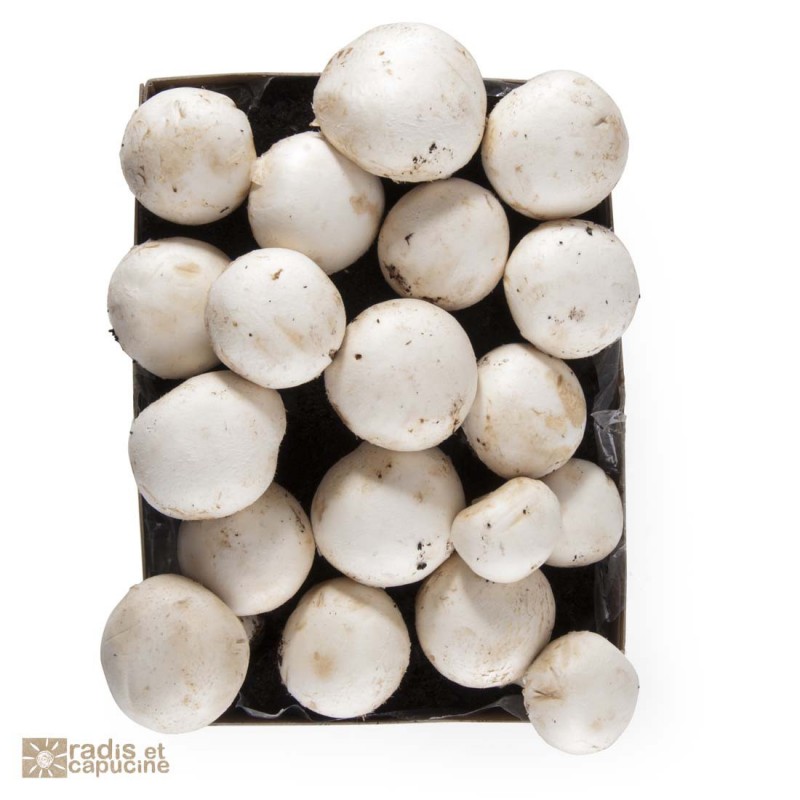 Mini Kit Champignon blanc de Paris organic 20x15x10cm