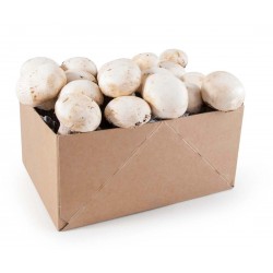 Mini Kit Champignon blanc de Paris bio 20x15x10cm