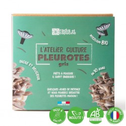 Kit Pilz Pleurotes bio grau 22x15x20cm