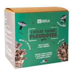 Kit Pilz Pleurotes bio grau 22x15x20cm