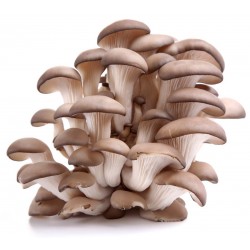 Kit mushroom Pleurotes organic gray 22x15x20cm