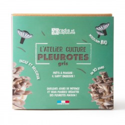 Kit champignon Pleurotes gris bio 22x15x20cm