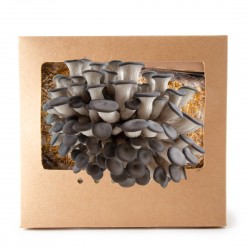 Kit champignon Pleurotes gris bio 22x15x20cm