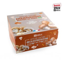 Funghi di Parigi marrone...