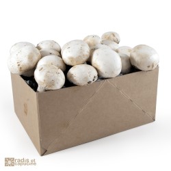 Mini Kit white mushroom organic for children 20x15x10cm