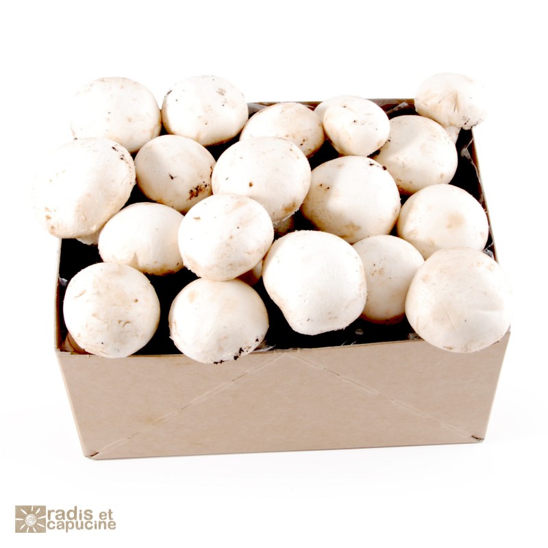 Mini Kit white mushroom organic for children 20x15x10cm